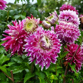 Dahlia 'vancouver' - 3 Dahlias à grandes fleurs Vancouver - Dahlia