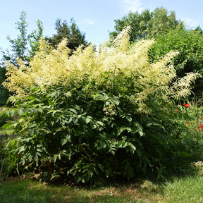 Vente Barbe de bouc dioïques - Aruncus dioicus