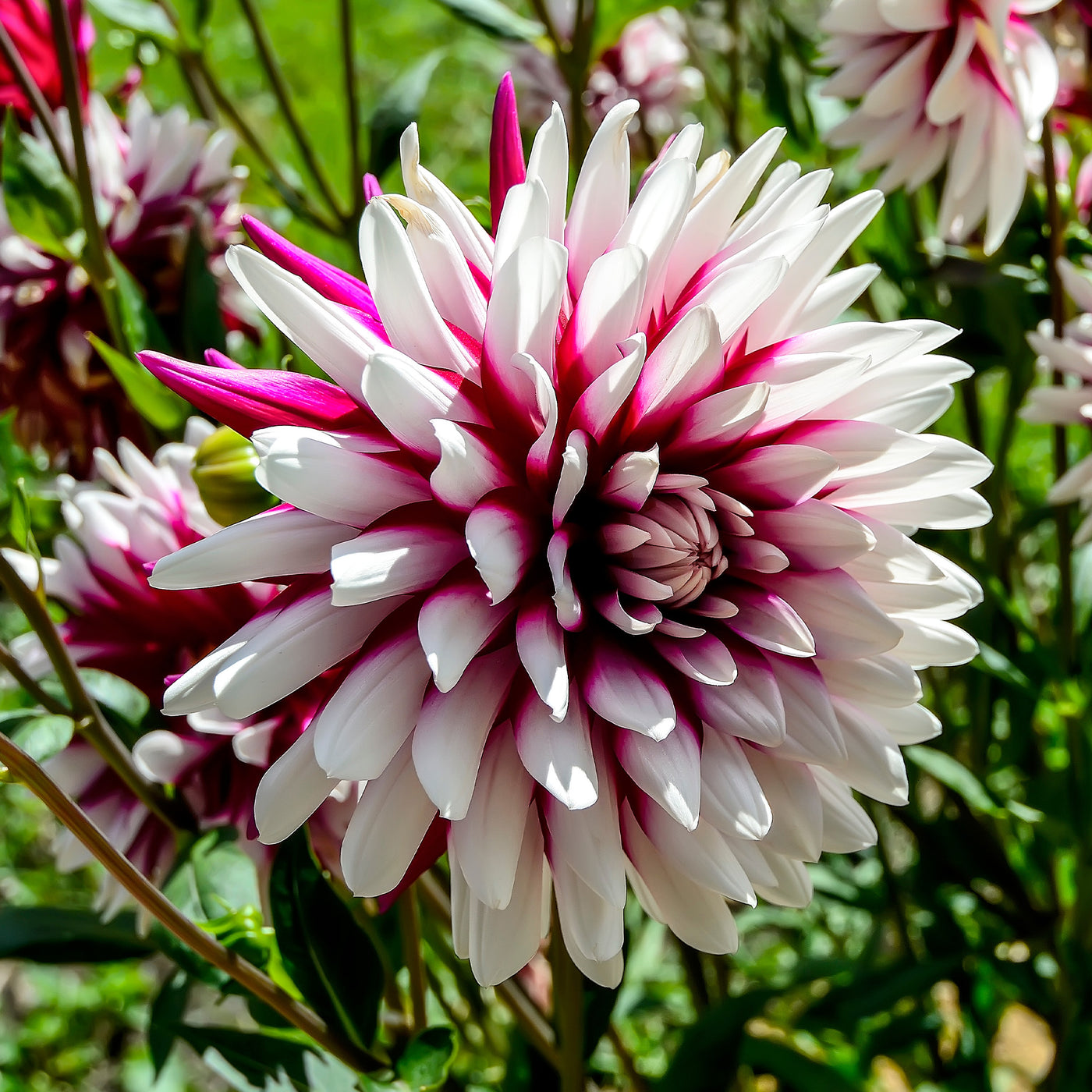 3 Dahlias Rebecca's World - Willemse
