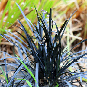 Ophiopogon noir Niger - Ophiopogon planiscapus Niger - Willemse