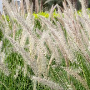 Pennisetum alopecuroides Hameln - Herbe aux écouvillons Hameln - Pennisetum - Pennisetum