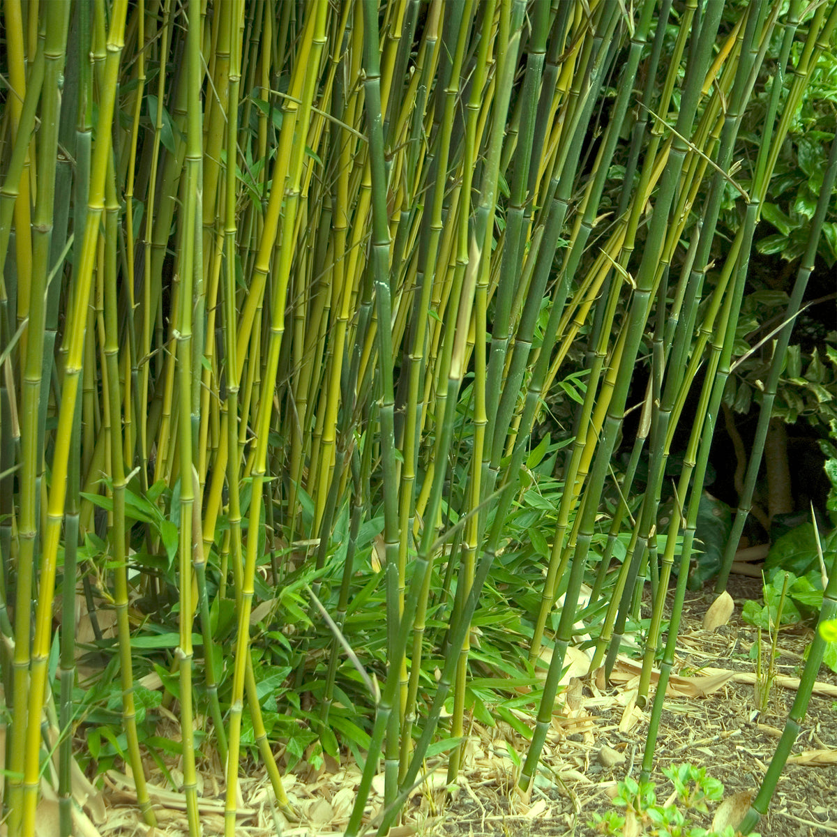 Bambou traçant à chaumes verts - Willemse