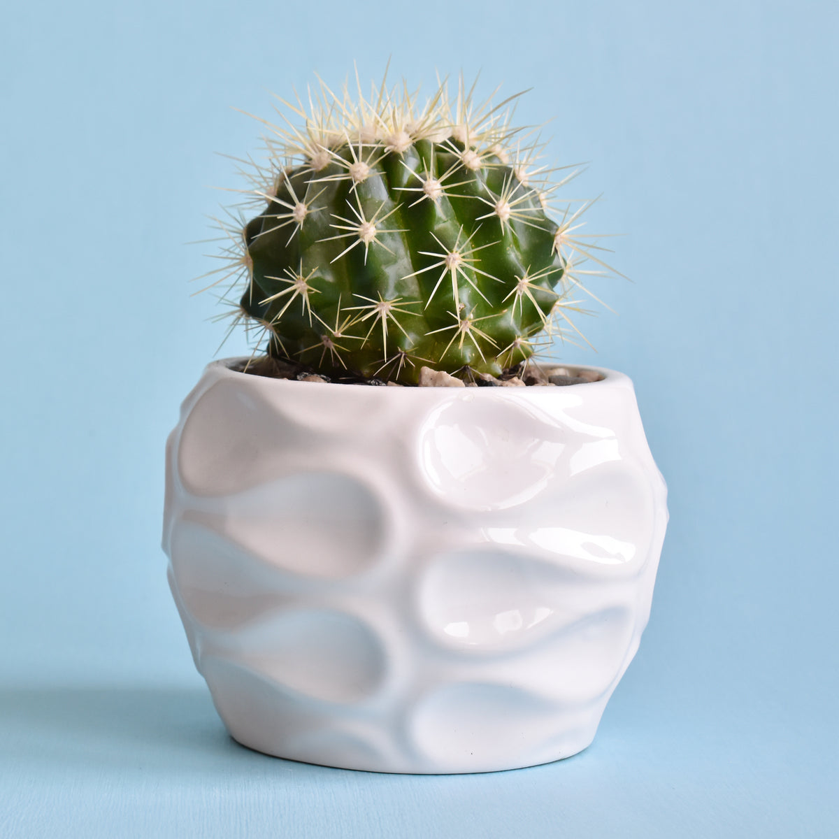 Coussin de belle-mère - Willemse