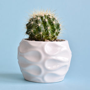 Coussin de belle-mère - Willemse