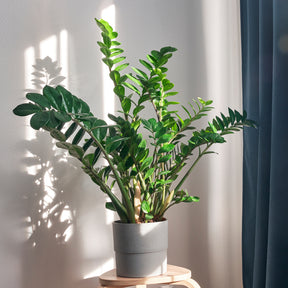 Zamioculcas - Zamioculcas zamiifolia - Willemse