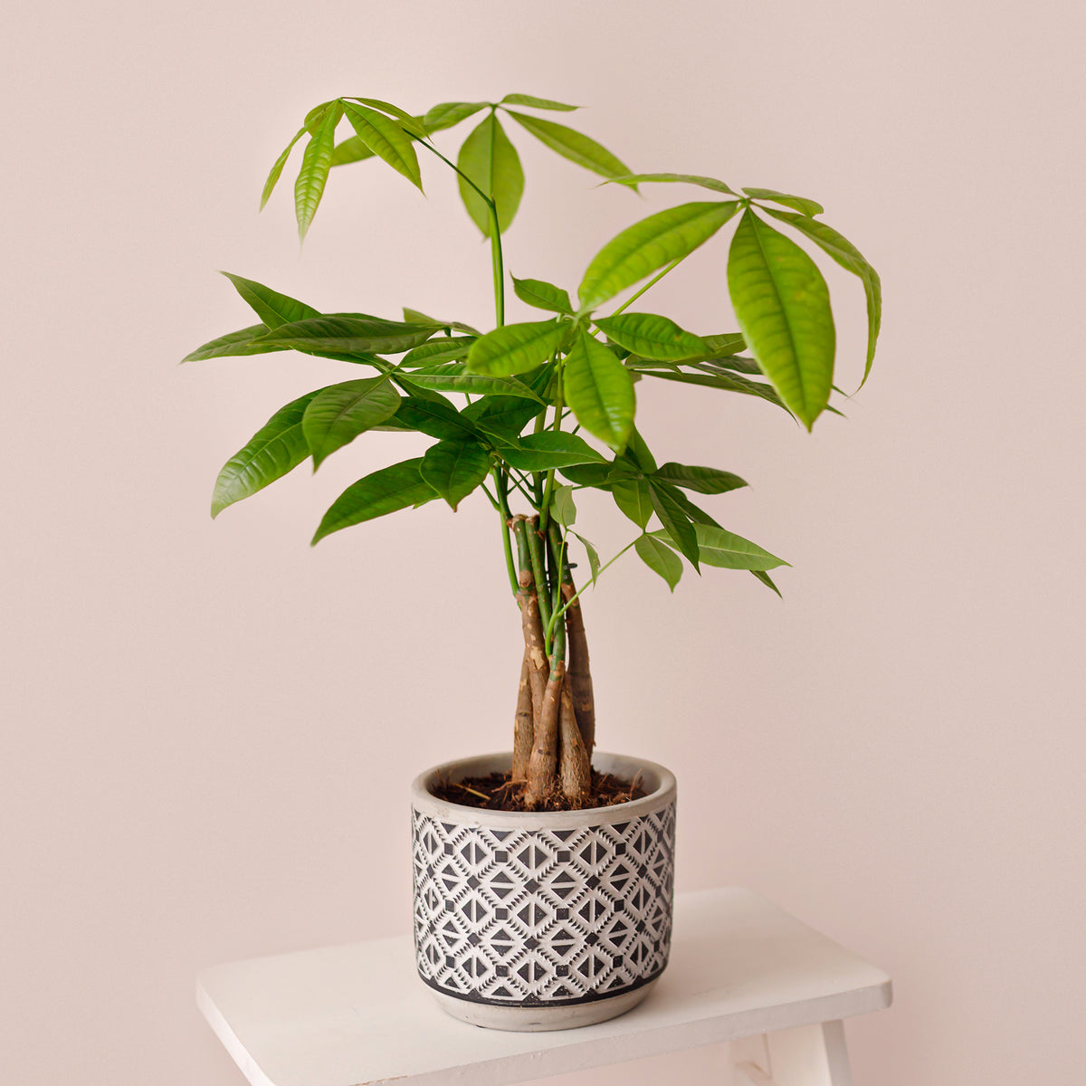 Pachira aquatica - Willemse