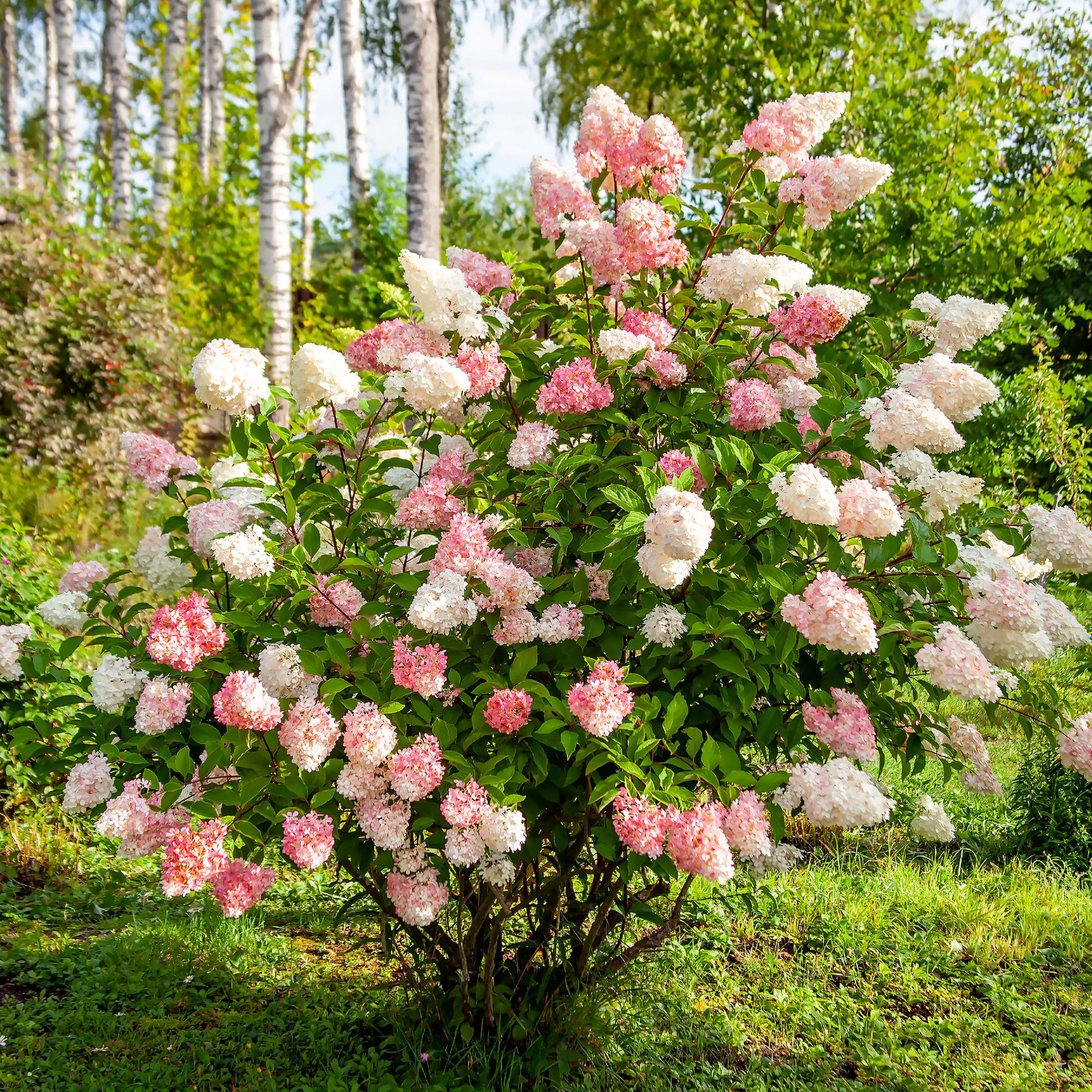 Hortensia paniculé Vanille Fraise® Renhy - Willemse