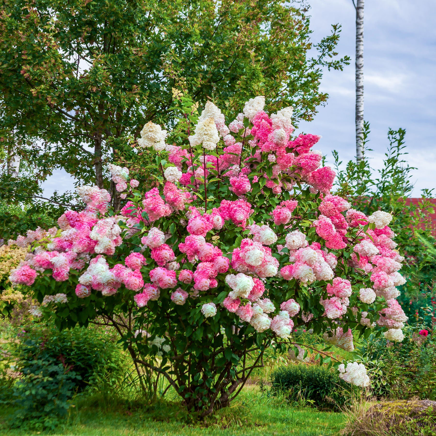 Hortensia paniculé - Hortensia paniculé Vanille Fraise® Renhy - Hydrangea paniculata Vanille Fraise ® Renhy