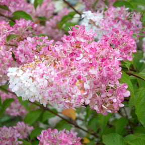 Hortensia Vanille Fraise® 'Renhy'