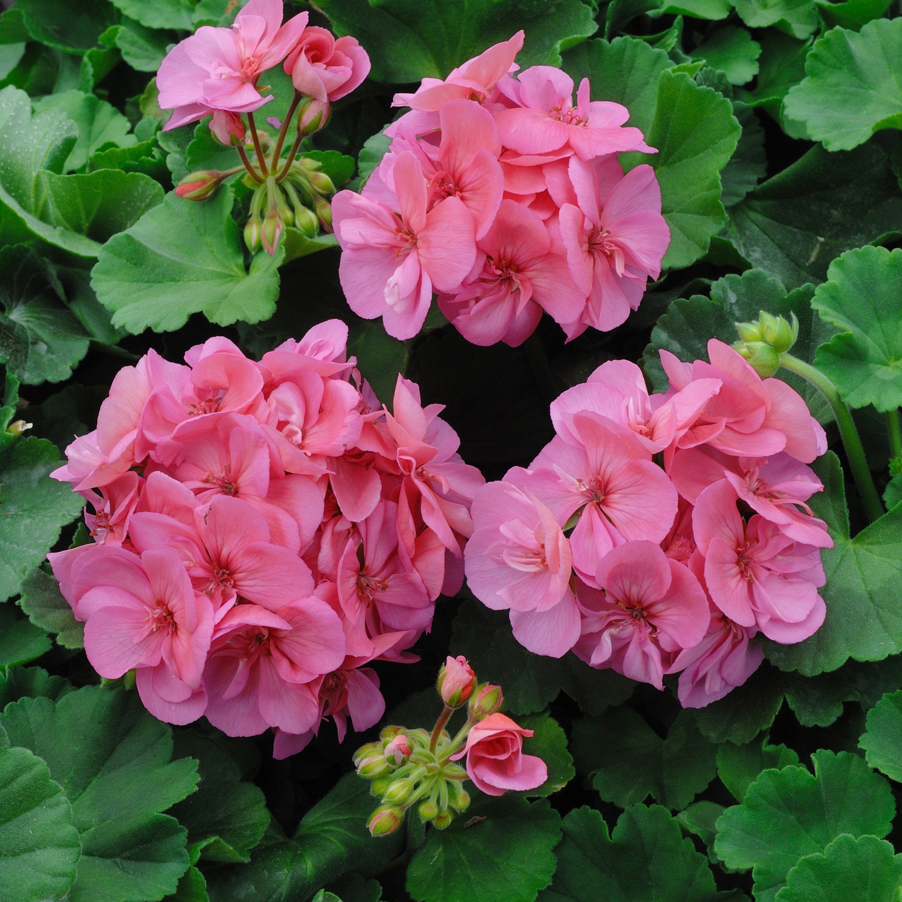 Géranium zonale rose