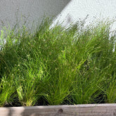 Scirpe infléchi Herbe fibre optique - Willemse