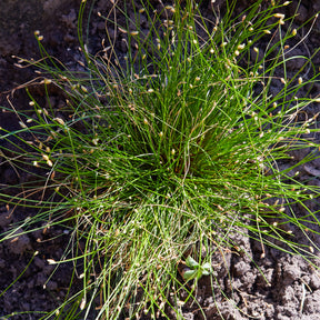 Isolepis cernua - Scirpe infléchi Herbe fibre optique - Plantes de berges