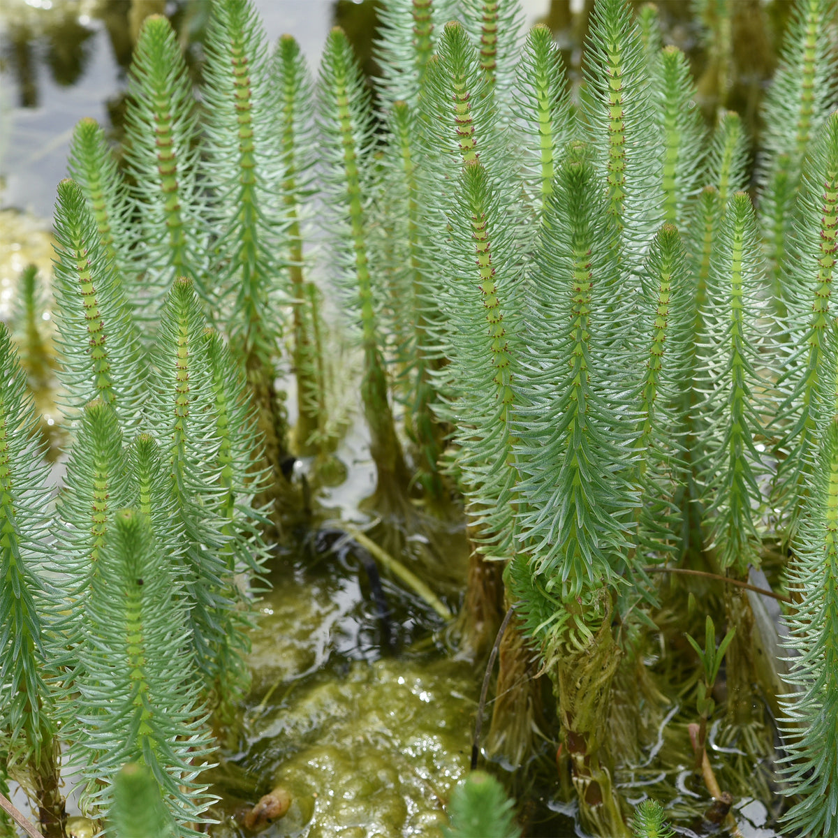 Pesse d'eau - Hippuris vulgaris - Willemse