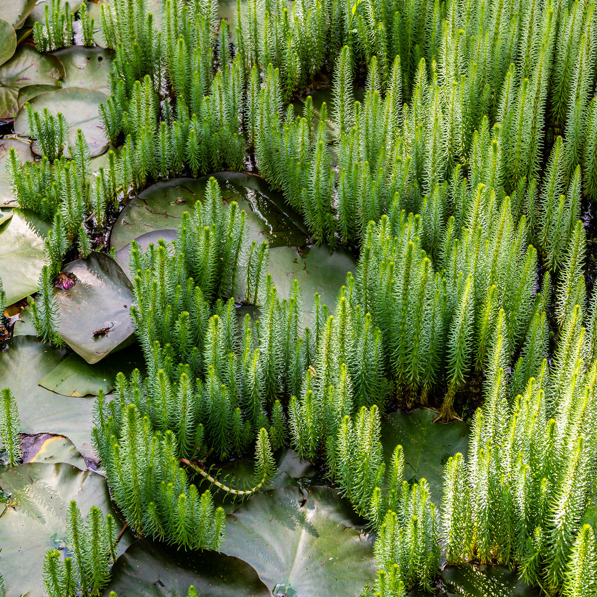 Pesse d'eau - Hippuris vulgaris - Hippuris vulgaris - Willemse