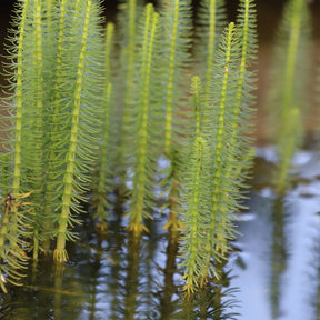Vente Pesse d'eau - Hippuris vulgaris