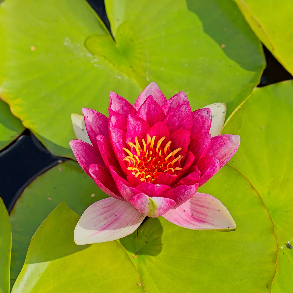 Nénuphar Attraction - Nymphaea 'Attraction' - Willemse