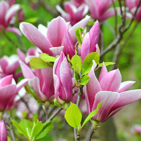 Magnolia de Soulange