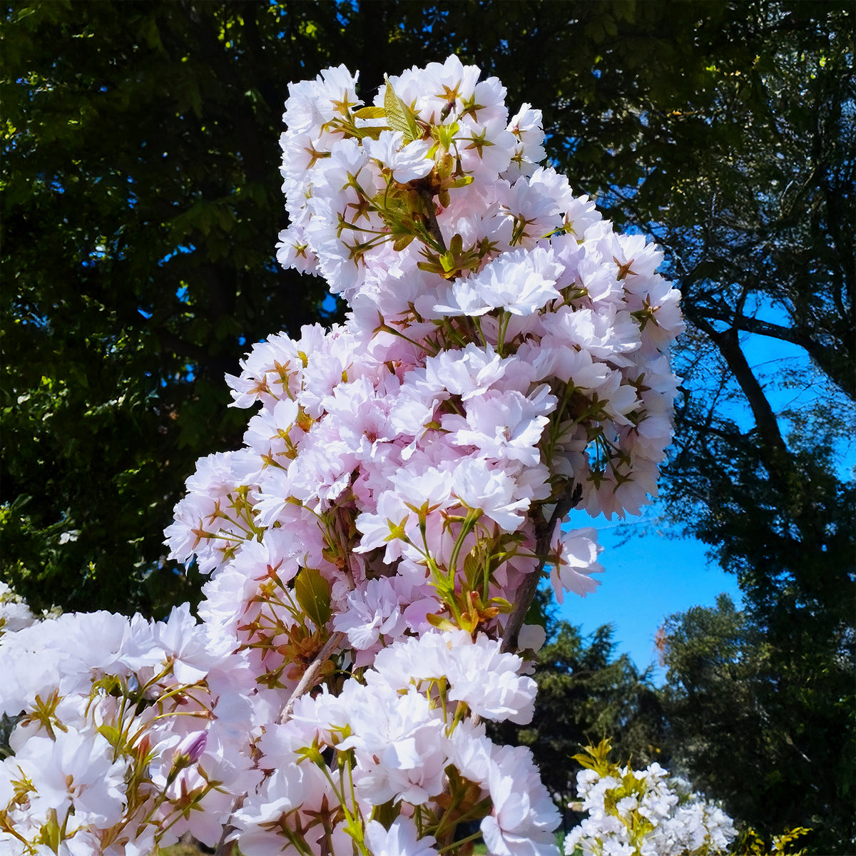 Cerisier à fleurs Amanogawa - Prunus serrulata amanogawa - Willemse