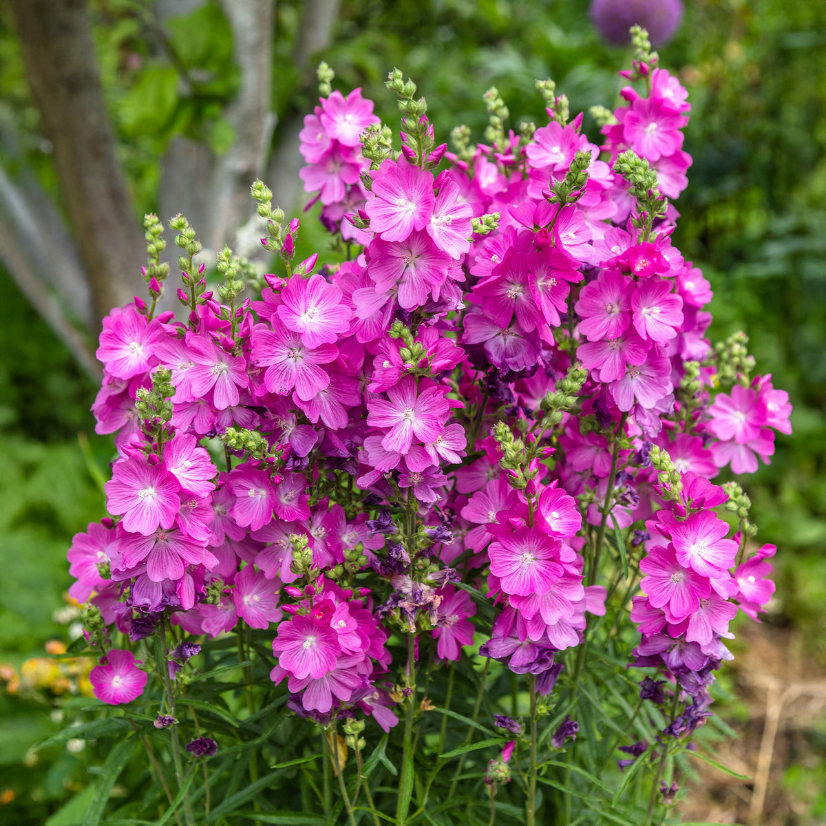Sidalcée Party Girl - Willemse