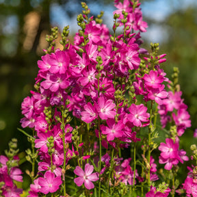 Sidalcea oregana Party Girl - Sidalcée Party Girl - Sidalcea