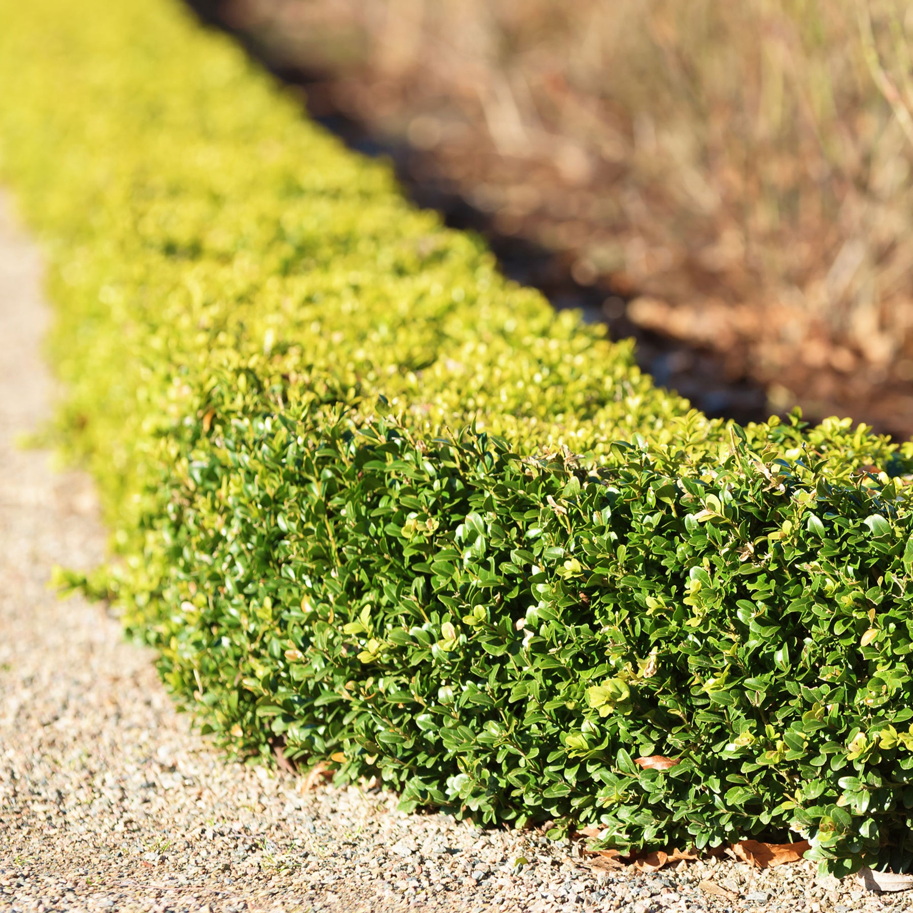 Buis commun - Buis - Willemse