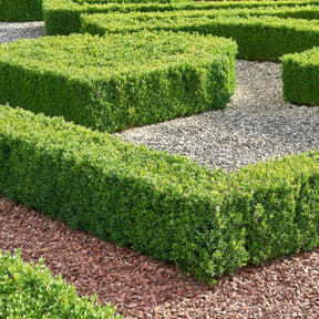 Buis commun - Buxus sempervirens - Willemse