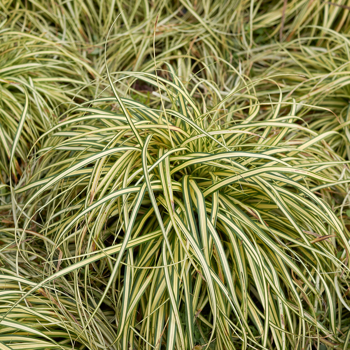 Laîche d'Oshima Evergold - Carex Evergold - Willemse