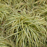 Laîche d'Oshima Evergold - Carex Evergold - Willemse