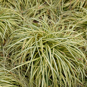 Laîche d'Oshima Evergold - Carex Evergold - Willemse