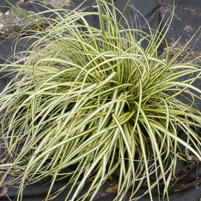 Laîche d'Oshima Evergold - Carex Evergold - Carex - Willemse