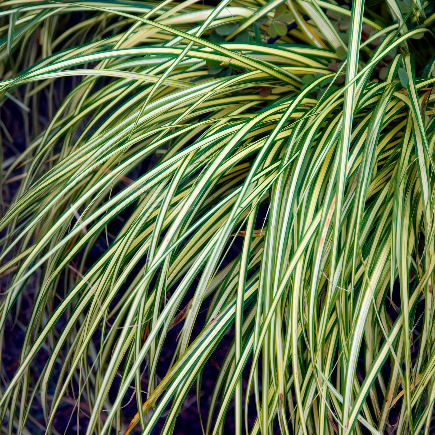 2 Carex Evergold