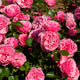 Rosier floribunda Leonardo da Vinci ® Medeauri - Willemse