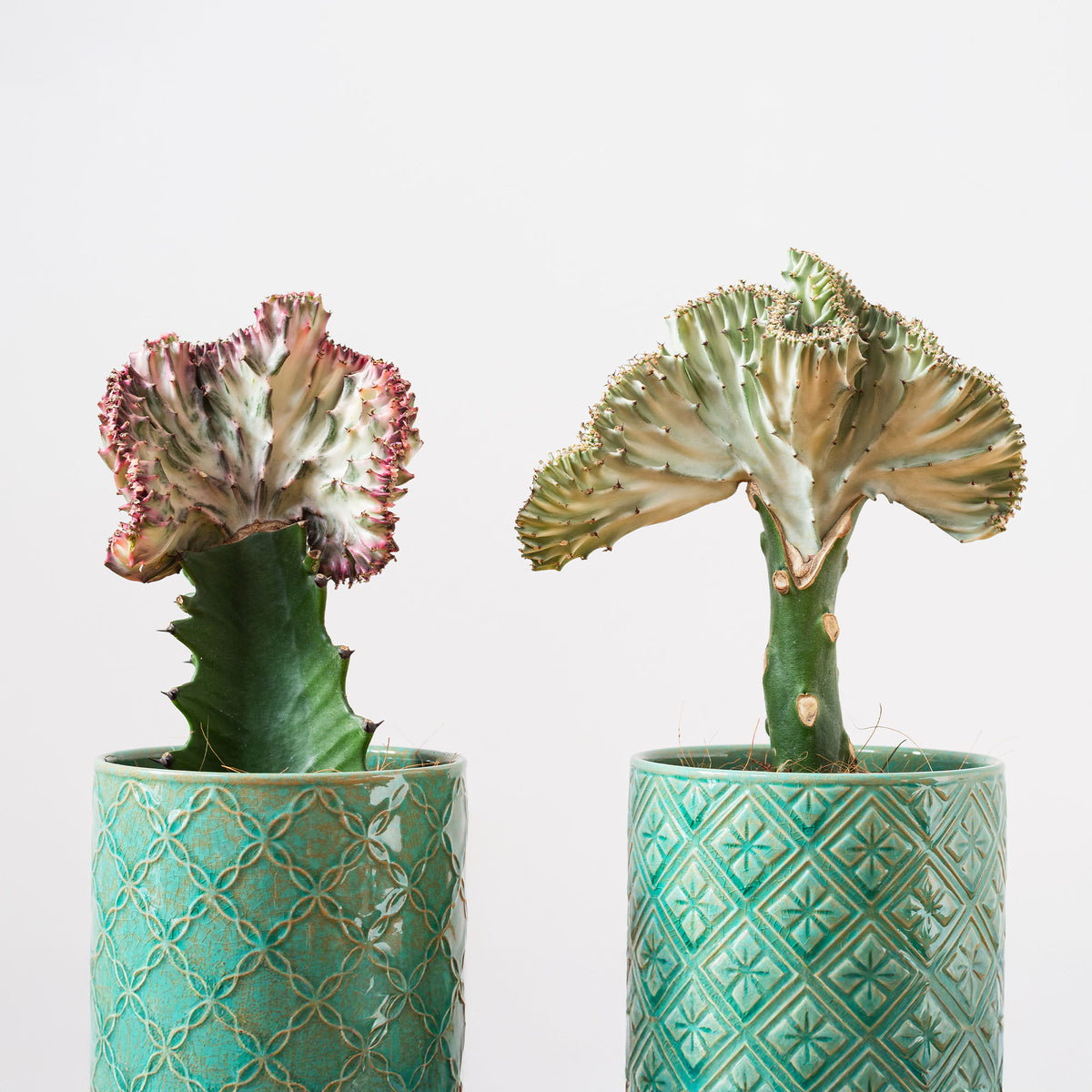 Euphorbe lactée - Willemse