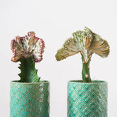 Euphorbe lactée - Willemse