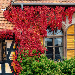 Vigne vierge Engelmannii - Willemse