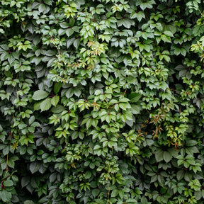 Vente Vigne vierge Engelmannii - Parthenocissus quinquefolia 'engelmannii'