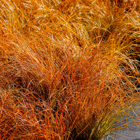 Carex - Laîche orange Prairie Fire - Carex - Carex testacea prairie fire