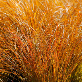 Carex testacea prairie fire - Laîche orange Prairie Fire - Carex - Carex