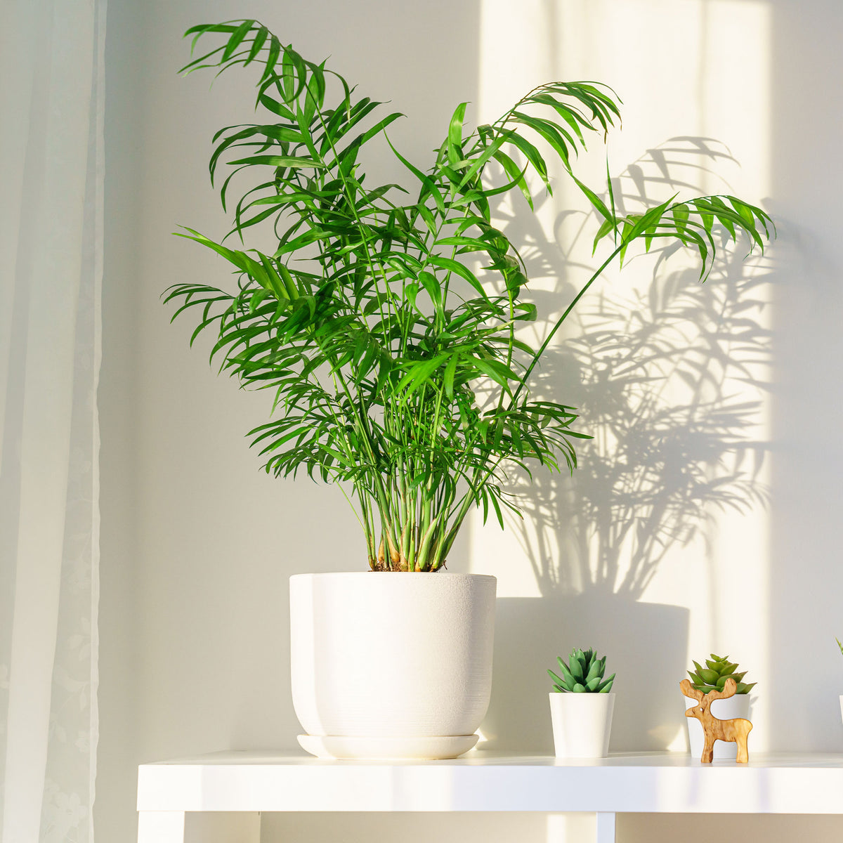 Palmier nain - Palmier des montagnes - Willemse