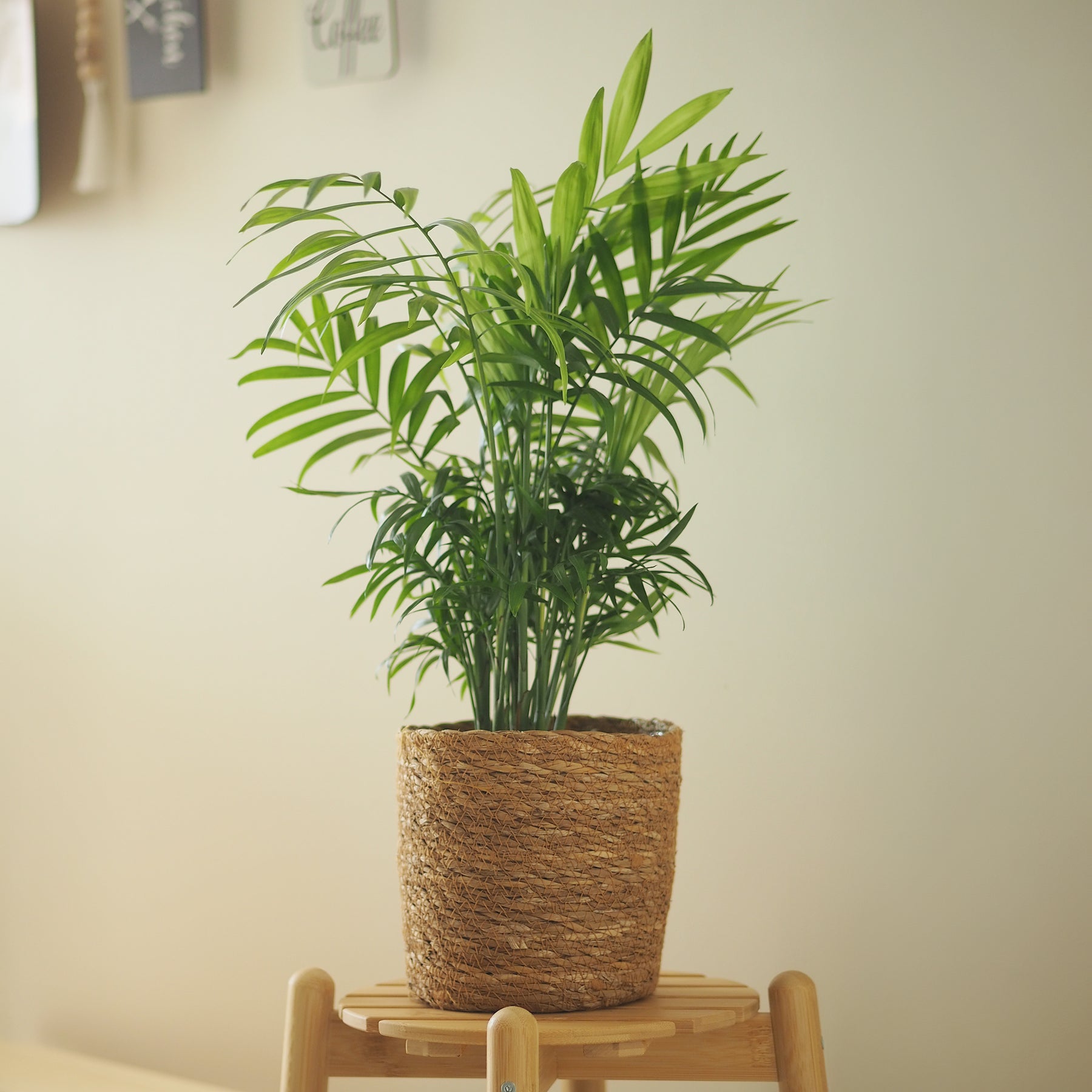 Chamaedorea elegans - Palmier nain - Palmier des montagnes - Palmier d'intérieur