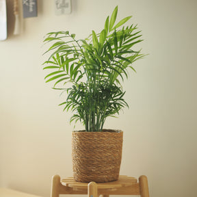 Chamaedorea elegans - Palmier nain - Palmier des montagnes - Palmier d'intérieur