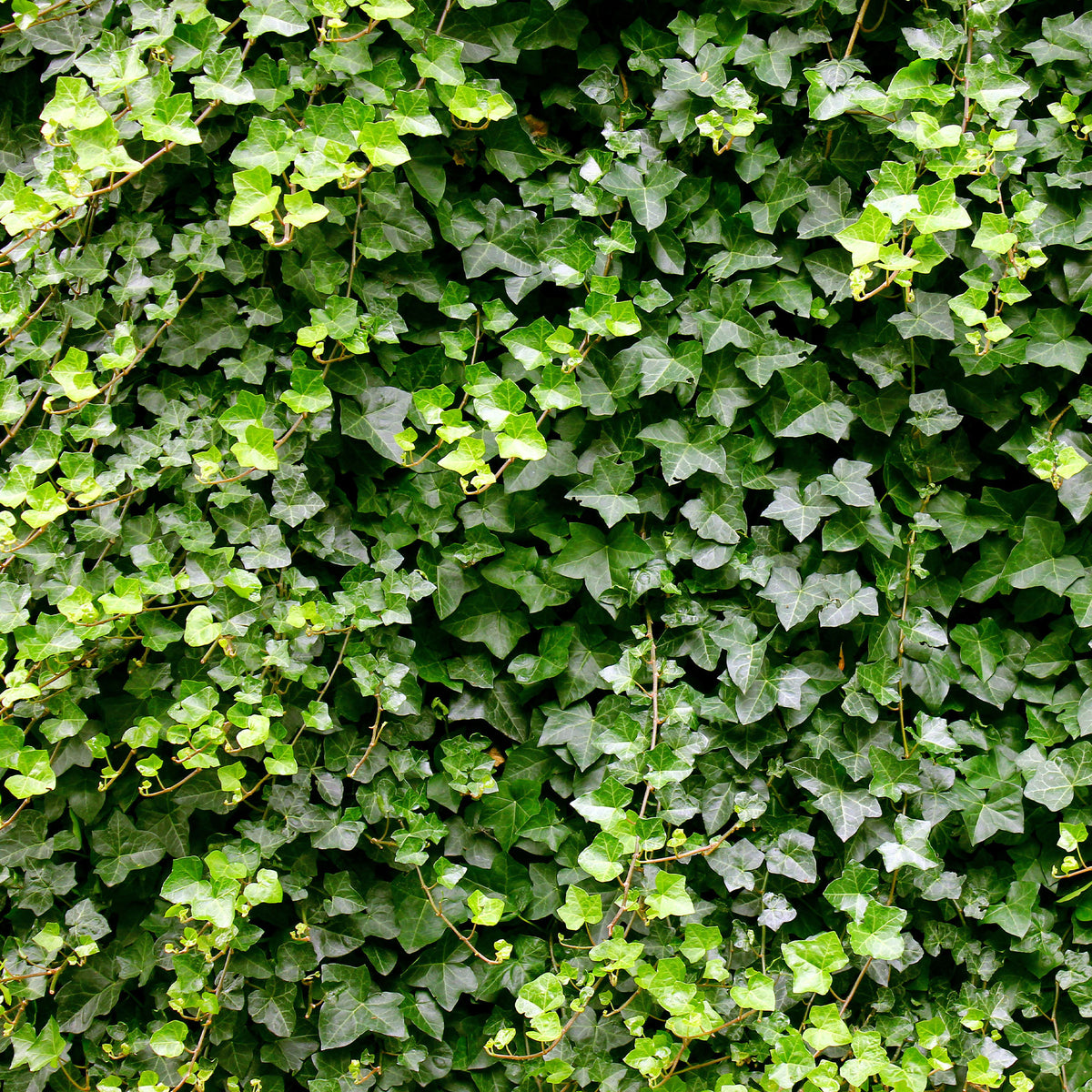 Lierre grimpant - Hedera helix - Willemse