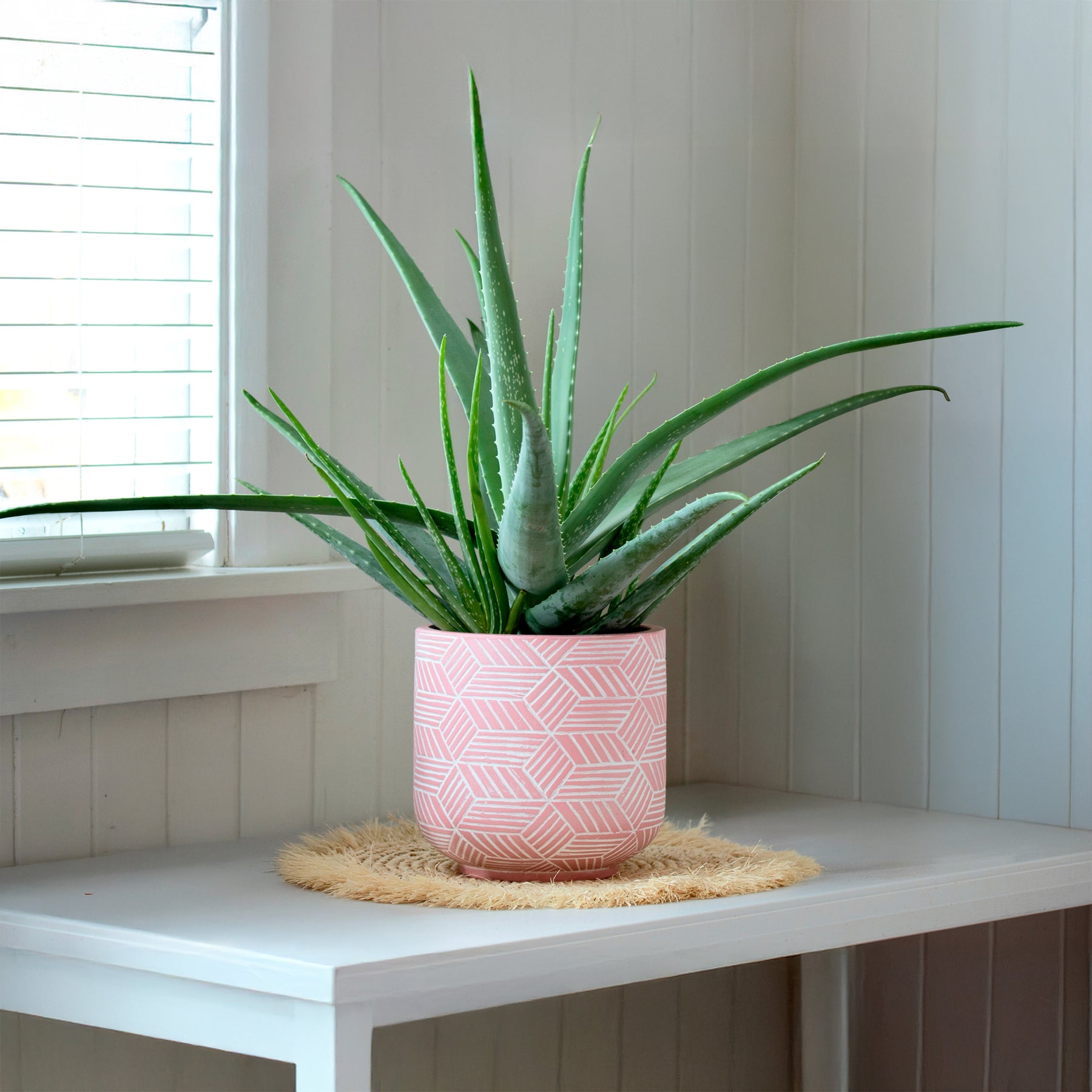 Aloe vera - Willemse