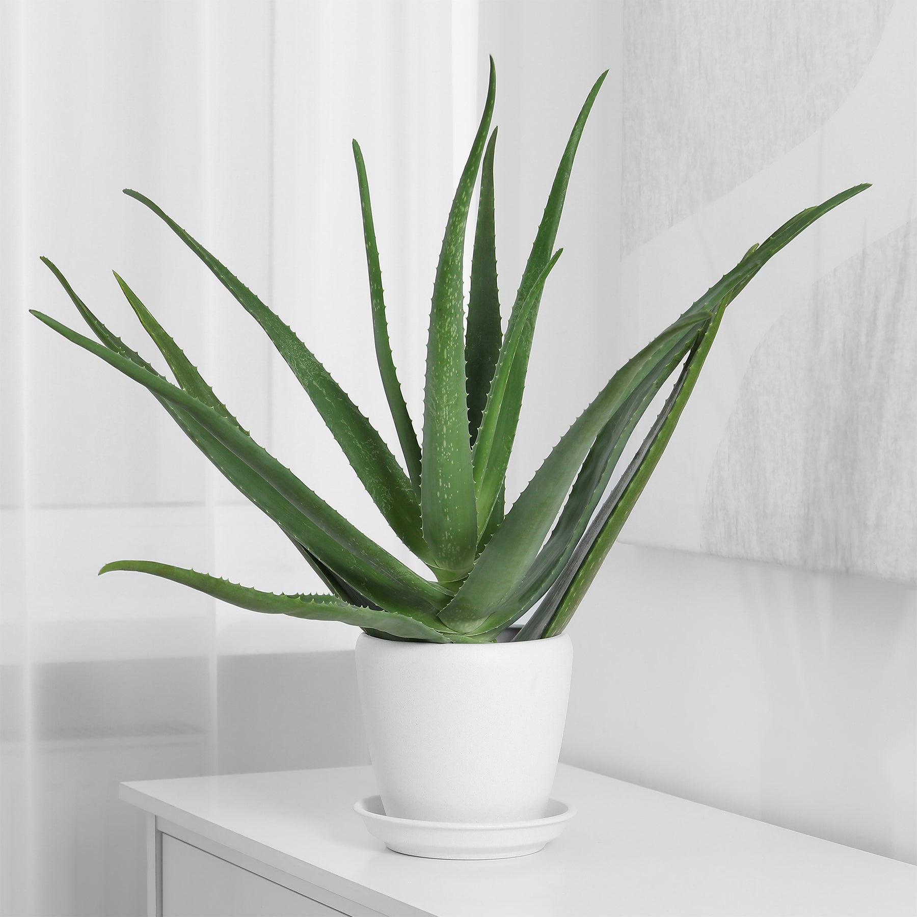 Aloe vera - Aloe vera - Aloe vera