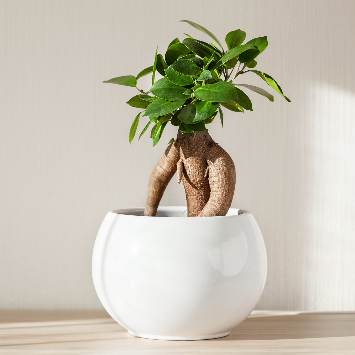 Ficus bonsaï ginseng - Willemse