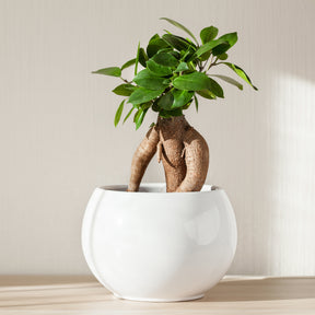 Ficus bonsaï ginseng - Willemse