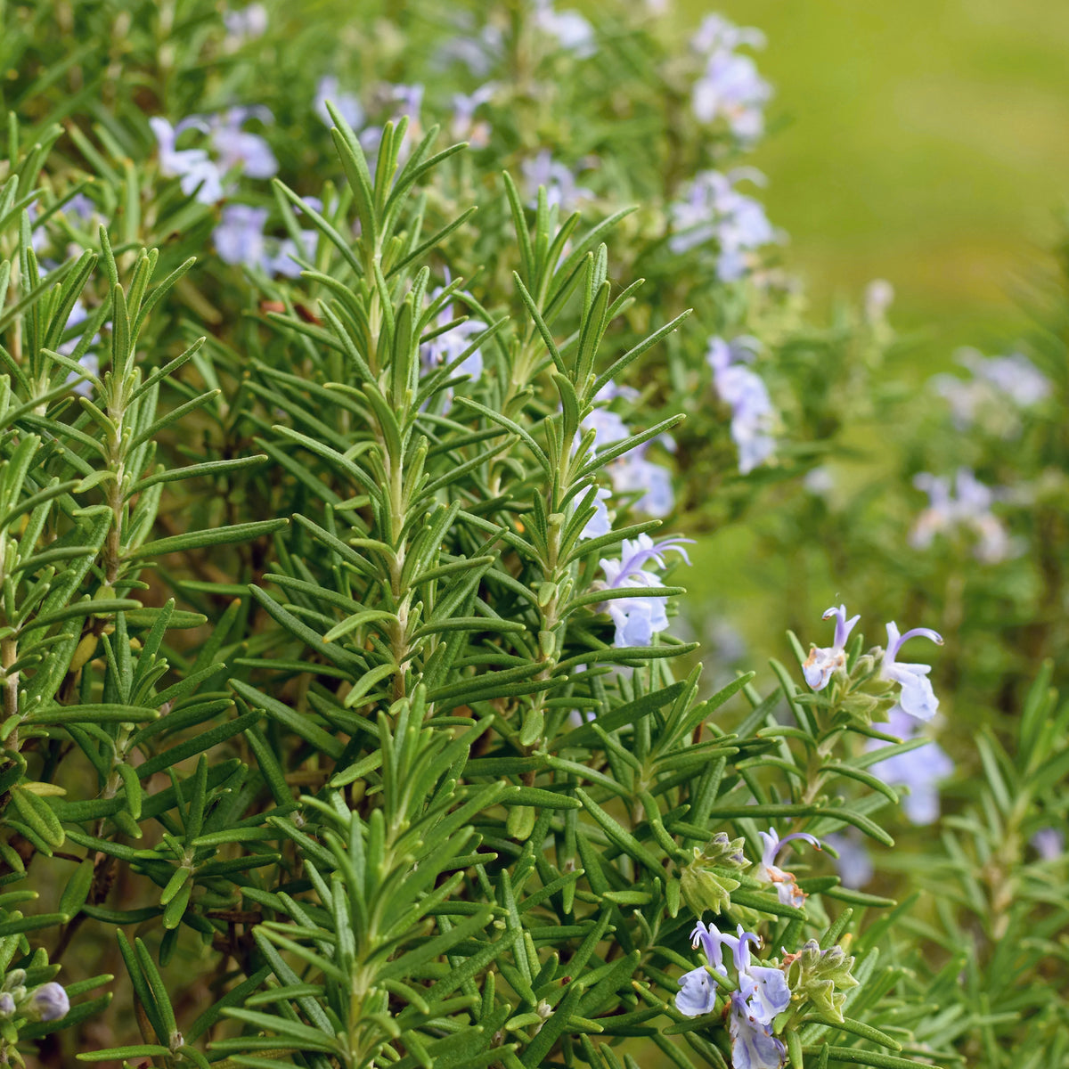 Romarin officinal - Rosmarinus officinalis - Willemse