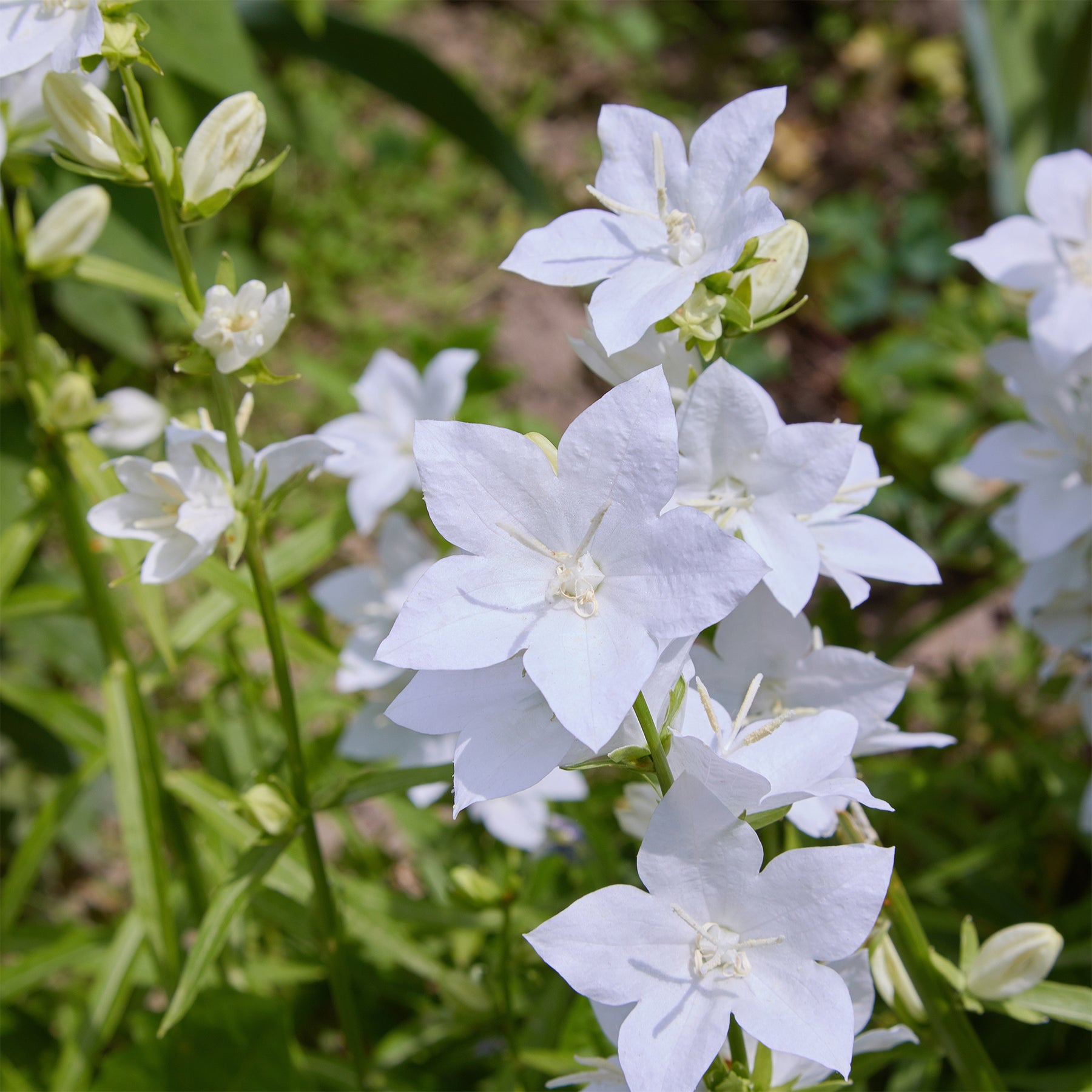 3 Campanules des Carpates Alba - Campanula carpatica alba - Willemse