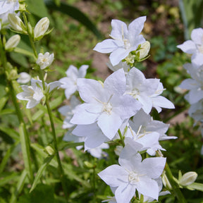 3 Campanules des Carpates Alba - Campanula carpatica alba - Willemse