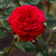 Rosier Dame de Cœur - Willemse